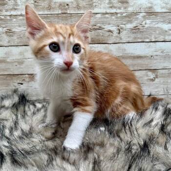 Azazello -  Domestic Short Hair Cat for Adoption in Lexington, Kentucky - Azazello | PetCurious
