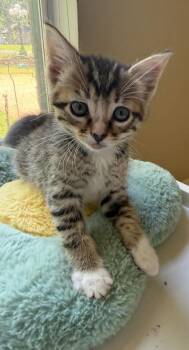 Squeaker -  Domestic Short Hair Cat for Adoption in Bossier City, Louisiana - Squeaker | PetCurious