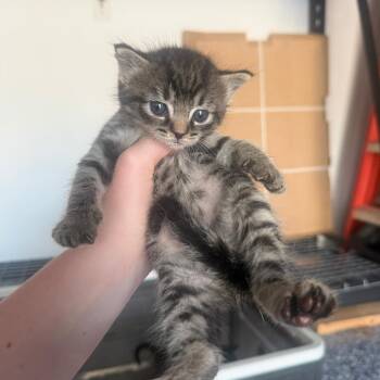 Brussel Sprout Bowers -  Domestic Short Hair Cat for Adoption in Woodstock, Virginia - Brussel Sprout Bowers | PetCurious