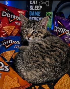 Domestic Short Hair Cats Available for Adoption in Washington Court House, Ohio - Dorito | PetCurious