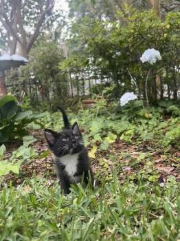 PERCY -  Domestic Short Hair Cat for Adoption in Ocala, Florida - PERCY | PetCurious