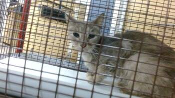 PICHU -  Domestic Short Hair Cat for Adoption in Doral, Florida - PICHU | PetCurious