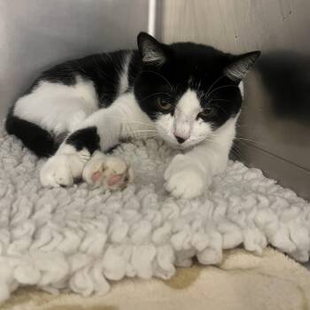 Rescue Domestic Short Hair Cats for Adoption in Pekin, Illinois - Emma | PetCurious