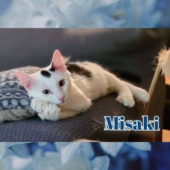Rescue Domestic Medium Hair Cats for Adoption in Wilmington, North Carolina - Misaki | PetCurious