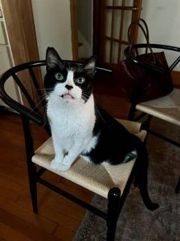 GANDALF -  Domestic Short Hair Cat for Adoption in Omaha, Nebraska - GANDALF | PetCurious