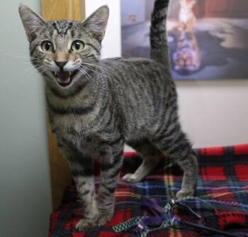 Donnie -  Domestic Short Hair Cat for Adoption in Portage, Wisconsin - Donnie | PetCurious