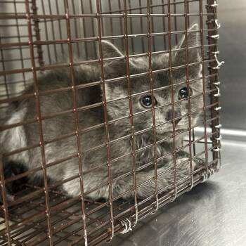Hermie -  Domestic Short Hair Cat for Adoption in Winston-salem, North Carolina - Hermie | PetCurious