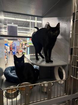 Cinder and Ella -  Domestic Short Hair Cat Available for Adoption in Breinigsville, Pennsylvania - Cinder And Ella | PetCurious