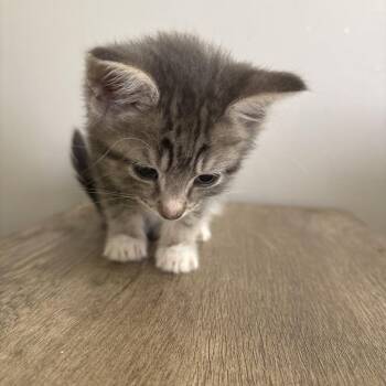 Sasha -  Domestic Short Hair Cat for Adoption in Shelbyville, Indiana - Sasha | PetCurious