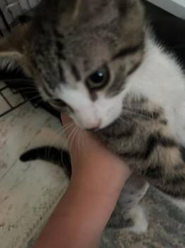 Sequoia -  Domestic Short Hair Cat for Adoption in Lincoln, California - Sequoia | PetCurious