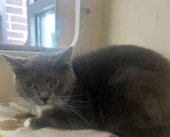 Nora -  Domestic Short Hair Cat for Adoption in Chamblee, Georgia - Nora | PetCurious