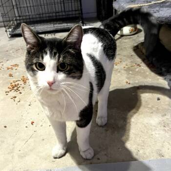 Rescue Domestic Short Hair Cats for Adoption in Tulsa, Oklahoma - Brewster | PetCurious