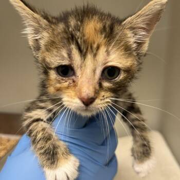 71414 -  Domestic Short Hair Cat for Adoption in Harrisonburg, Virginia - 71414 | PetCurious