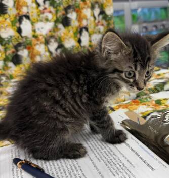 Archie -  Tabby Cat for Adoption in Bridgeton, North Carolina - Archie | PetCurious