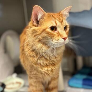 Domestic Medium Hair Cats Available for Adoption - Eli | PetCurious