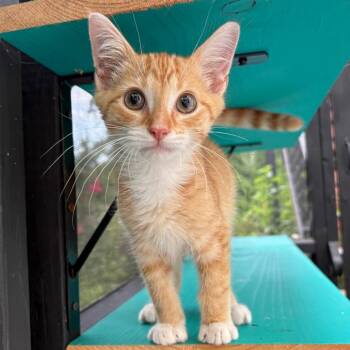 Indie -  Domestic Short Hair Cat for Adoption in Lexington, Kentucky - Indie | PetCurious