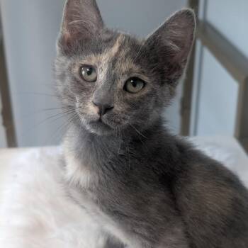 Cabrera -  Domestic Short Hair Cat for Adoption in Watertown, New York - Cabrera | PetCurious