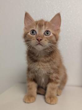 West -  Domestic Short Hair Cat for Adoption in St. Cloud, Minnesota - West | PetCurious