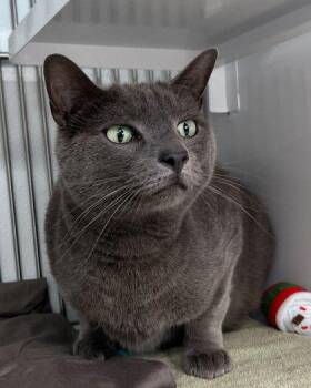 Beau -  Domestic Short Hair Cat for Adoption in Elmira, New York - Beau | PetCurious