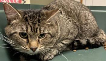 NAZ -  Domestic Short Hair Cat Available for Adoption in Minneapolis, Minnesota - NAZ | PetCurious