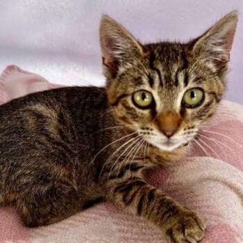 Tabby Cats Available for Adoption - Ariel - Cute Little Gal | PetCurious