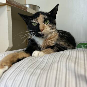 Bikini -  Domestic Short Hair Cat for Adoption in Mokena, Illinois - Bikini | PetCurious