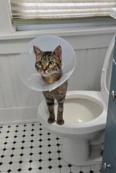 Rescue Domestic Short Hair Cats for Adoption - Suzie | PetCurious