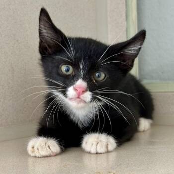 Triumph -  Domestic Short Hair Cat for Adoption in Durango, Colorado - Triumph | PetCurious