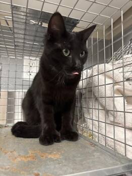 Domestic Short Hair Cats Available for Adoption in Las Vegas, Nevada - NUTELLA | PetCurious