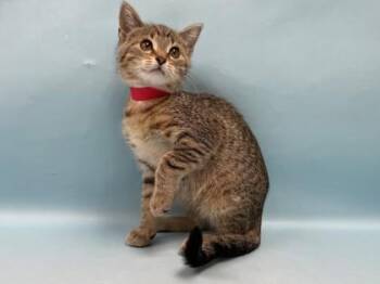 Layla -  Domestic Short Hair Cat for Adoption in Minneapolis, Minnesota - Layla | PetCurious