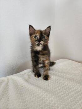 Domestic Short Hair Cats Available for Adoption in Honolulu, Hawaii - YunYun | PetCurious
