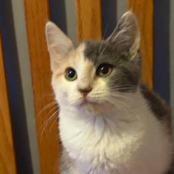 Holley -  Domestic Short Hair Cat for Adoption in Carmel, Indiana - Holley | PetCurious