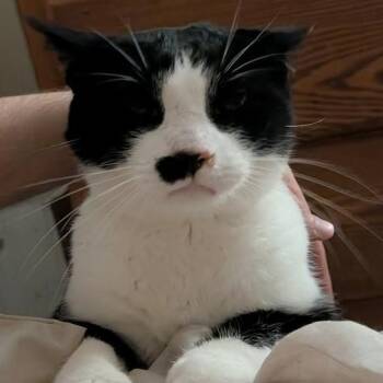 Ozzie -  Domestic Short Hair Cat for Adoption in Avon, New York - Ozzie | PetCurious