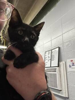 Rowell -  Domestic Short Hair Cat for Adoption in Mobile, Alabama - Rowell | PetCurious