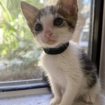 Duchess* -  Domestic Short Hair Cat for Adoption in San Gabriel, California - Duchess* | PetCurious