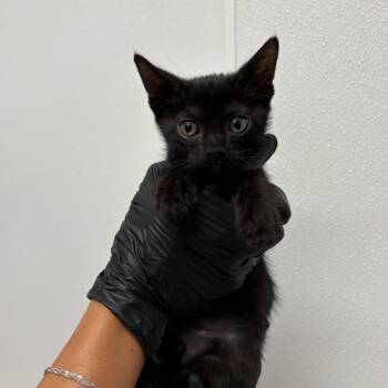 Tito -  Domestic Short Hair Cat for Adoption in Abilene, Texas - Tito | PetCurious