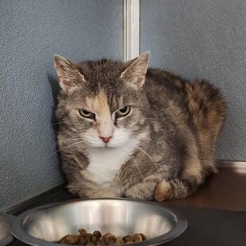 Domestic Short Hair Cats Available for Adoption in Renfrew, Pennsylvania - Parfait | PetCurious