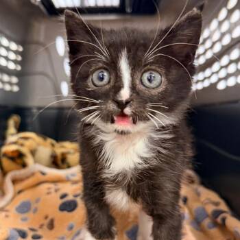 Domestic Short Hair Cats Available for Adoption in West Palm Beach, Florida - Jesse James | PetCurious