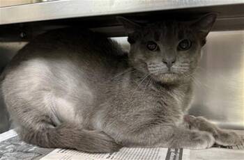 Domestic Short Hair Cats Available for Adoption in Aurora, Illinois - FLOSS | PetCurious