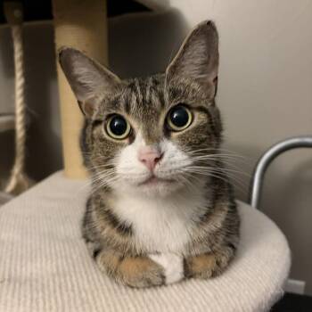 Rose -  Domestic Short Hair Cat for Adoption in Gibsonia, Pennsylvania - Rose | PetCurious
