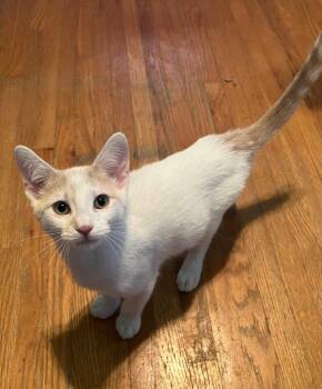 Gimley -  Domestic Short Hair and Tabby Cat for Adoption in Columbus, Minnesota - Gimley | PetCurious