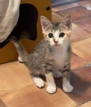 Salah -  Domestic Short Hair Cat for Adoption in Magnolia, Texas - Salah | PetCurious