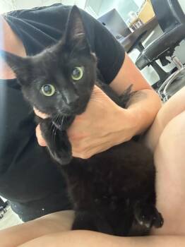 Domestic Short Hair Cats Available for Adoption in Thousand Oaks, California - Ladd | PetCurious