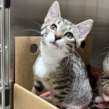 Pringle -  Domestic Short Hair Cat for Adoption - Pringle | PetCurious