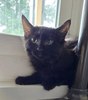 Gotham -  Domestic Medium Hair Cat for Adoption in Mauston, Wisconsin - Gotham | PetCurious