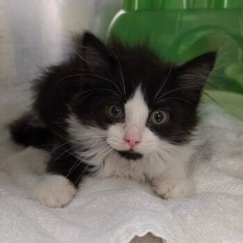 Sparkler -  Domestic Long Hair Cat for Adoption in Concord, North Carolina - Sparkler | PetCurious
