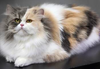 Zinnia -  Persian Cat for Adoption in Snow Hill, Maryland - Zinnia | PetCurious