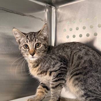 Waffles -  Domestic Short Hair Cat for Adoption in Denver, Colorado - Waffles | PetCurious