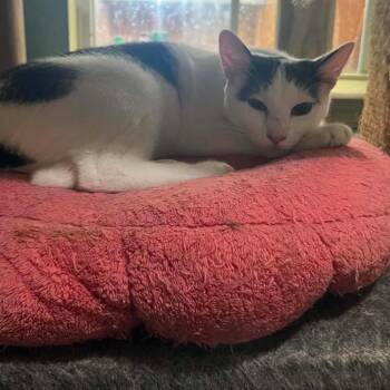 Hercules G -  Domestic Short Hair Cat for Adoption in Hernando, Mississippi - Hercules G | PetCurious