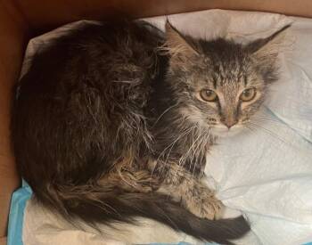 Anran -  Domestic Medium Hair Cat for Adoption - Anran | PetCurious